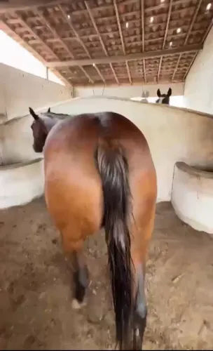 Vendo égua de direita