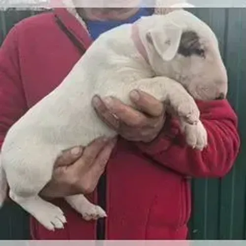 Bull Terrier,Bull Terrier Filhote Estrutura Perfeita Disponível
