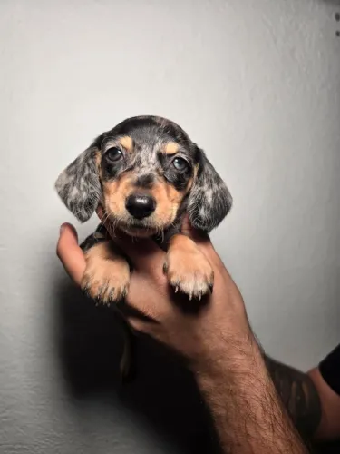 Aumente a família dachshund