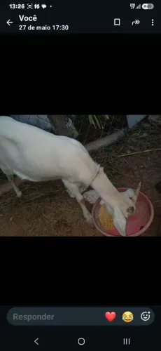 Casal de cabrito saanen