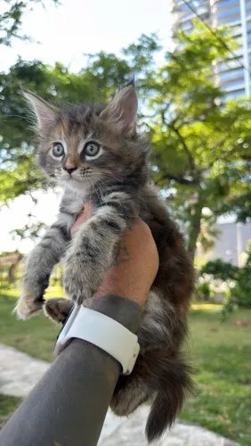 Maine coon