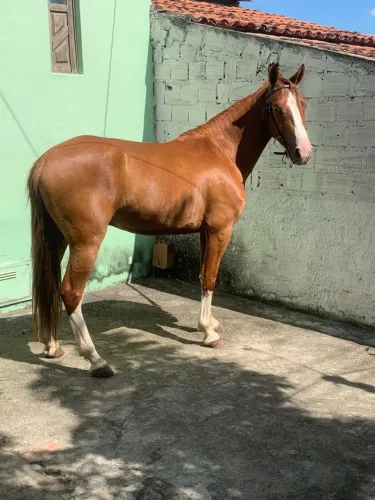 Cavalo de marcha batida macio