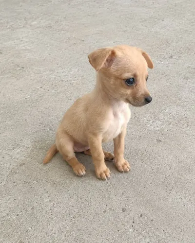 FILHOTE FEMÊA DE PINSCHER NÚMERO 1 COM NÚMERO 2  VAI FAZER 3 MESES