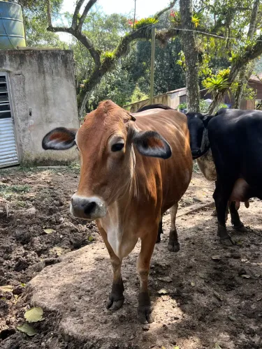 Vaca Girsey