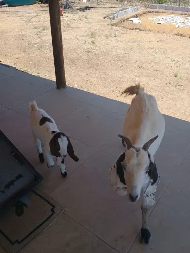 Cabra e cabrito
