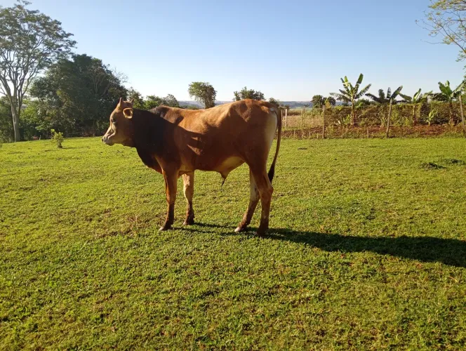 Vendo: Garrote macho, 1 ano e 5 meses.