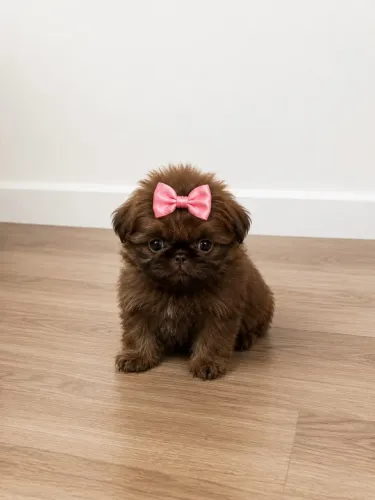 Shih Tzu