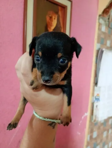 Pinscher n°1