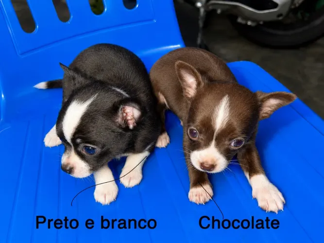 Chihuahua macho CHOCOLATE 4500 preto e branco 3500