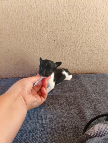 Pinscher macho