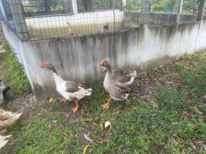 Gansos caipira