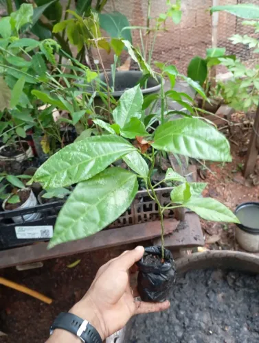 Mudas de plantas frutíferas 