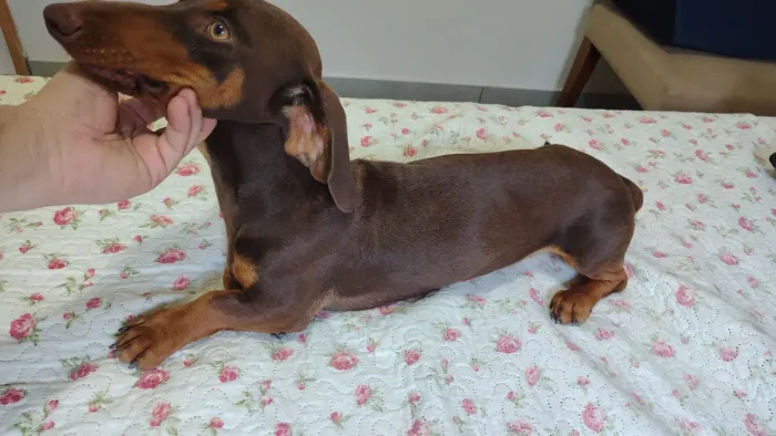 Basset Macho Chocolate Para Cobertura (cruzar)