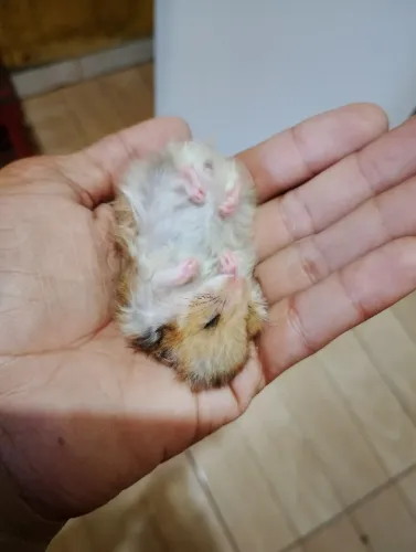 HAMSTERS