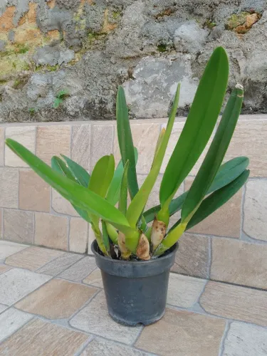 Orquídeas: Laelia Lobata Alba Touceira 12 Bulbos