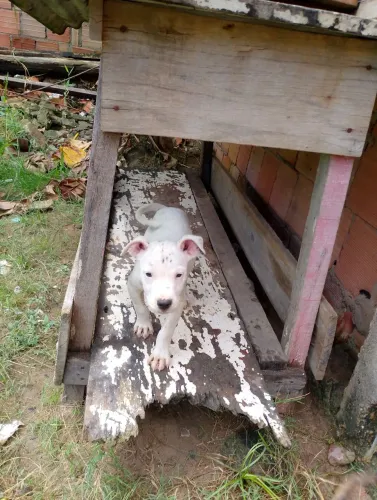 Pet