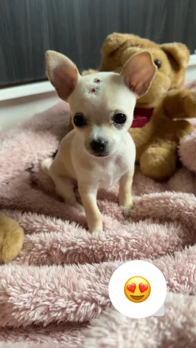 Chihuahua filhote (fêmea) pelo curto 