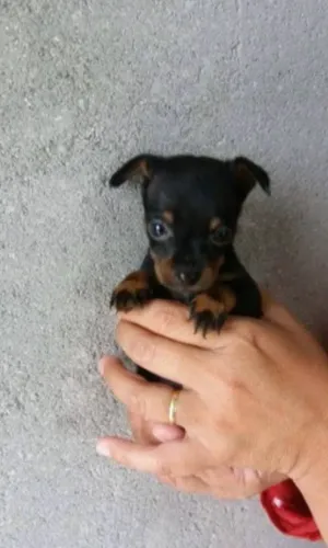 Filhote de Pinscher 00 ( fêmea)