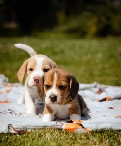 13 Polegadas, Filhotes Beagle com Pedigree.