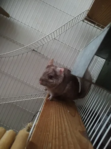 Chinchila