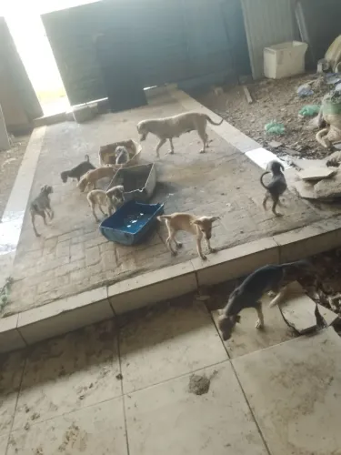 Estou Doando 9 cachorros viralatas