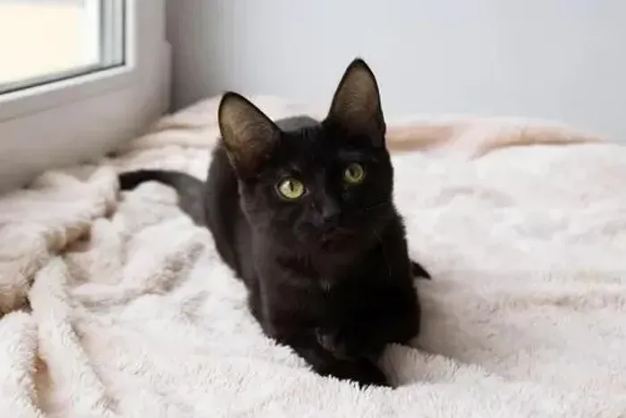 Doação de um gatinho preto