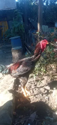 Vendo galo índio gigante