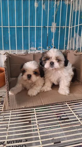 Shitzu mini puros fêmeas e machos * zap passo cartão 10 vz