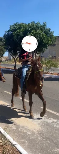 Vendo cavalo de tambor