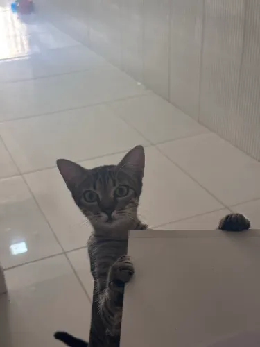 Gata castrada e com vacina