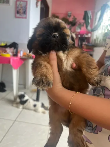 Venda de cachorro 