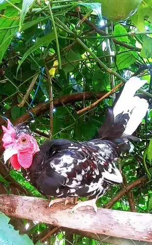 Galo nagasaki polaco
