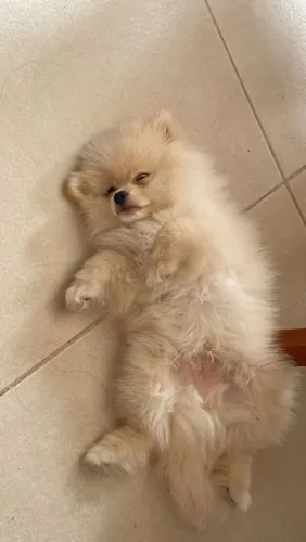 Spitz Alemão lindo demais 