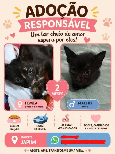 Gatinhos para adoção