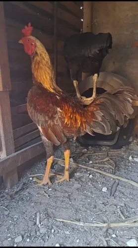 VENDO  GALO NÃO É INDIO 