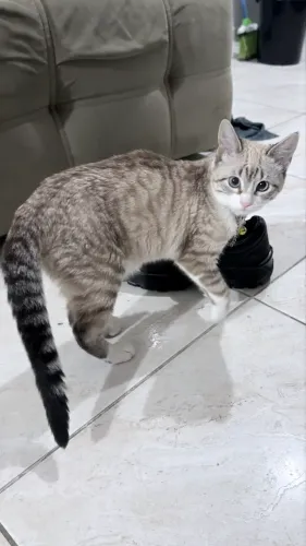 Gata filhote fêmea para adoção!
