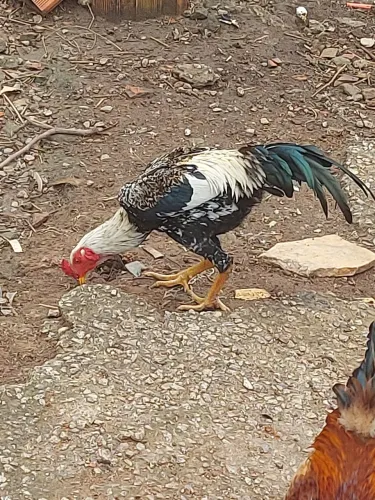 Galinha