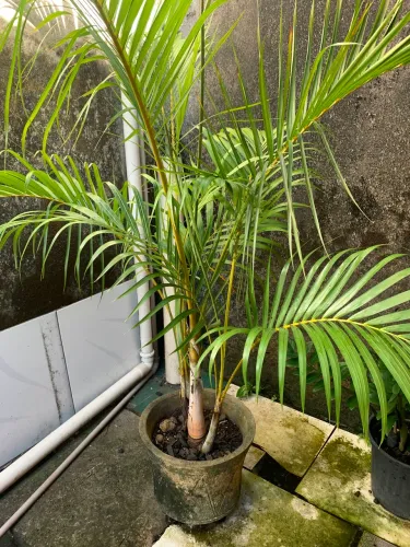 Palmeira - Areca