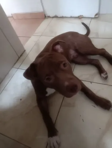 Pitbull