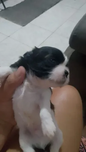 Vendo filhotes Shitzu Machos