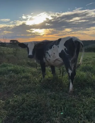 Novilhas leiteira amojadinha