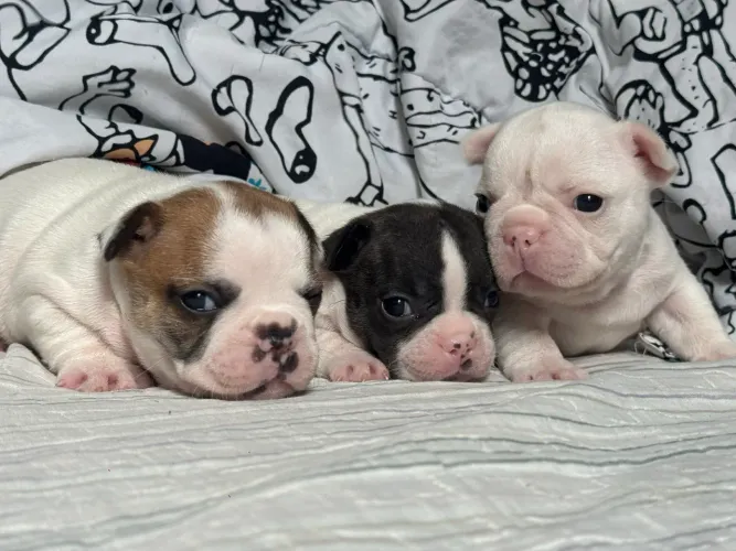 Bulldog frances