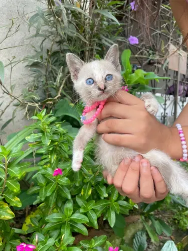 Linda gatinha de olhos azuis
