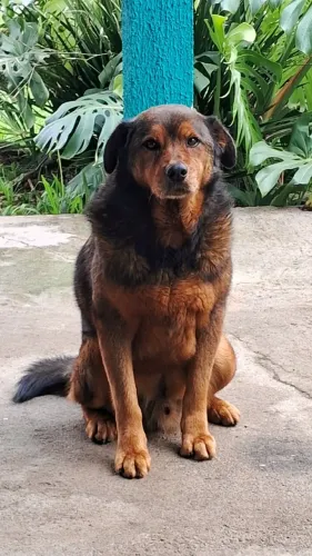 Cachorro Castrado.