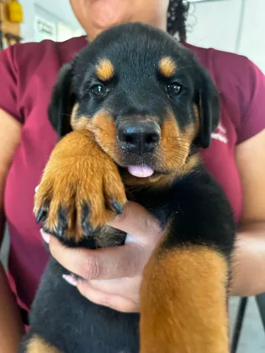 Rottweiler femea a venda.