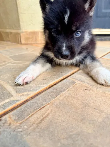 Husky Siberiano