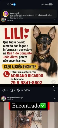 Cadela  Lili perdida 