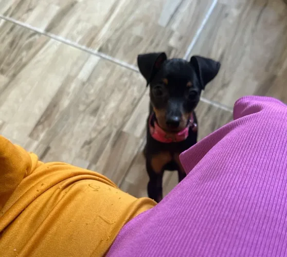 Filhote de cachorra fêmea pinscher