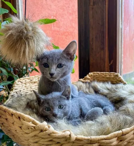 Últimos filhotes Rússiam Blue disponível