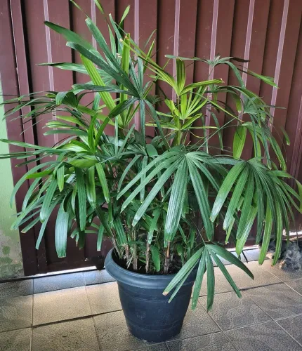 Palmeira Raphis vaso 40 litros com 9 mudas grandes bem cuidada